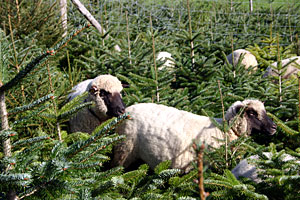Shropshire Schafe