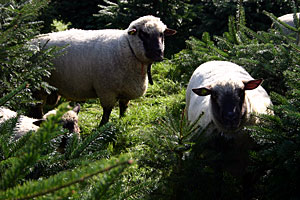 Shropshire Schafe